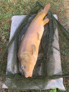 Leather Carp