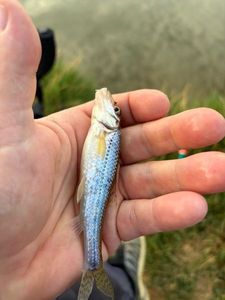 Gudgeon