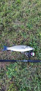 European Bass (Seabass)