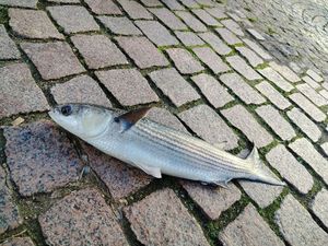 Thicklip Grey Mullet
