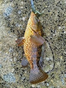 Ballan Wrasse