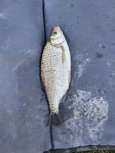 Common Bream