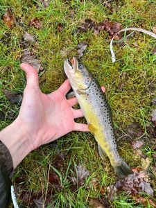 Brown Trout