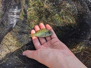 Green Sunfish