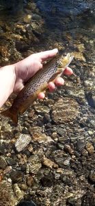 Brown Trout