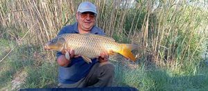 Common Carp