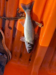 European Bass (Seabass)