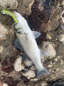 European Bass (Seabass)