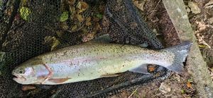 Rainbow Trout