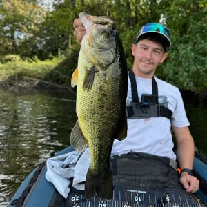 Largemouth Bass