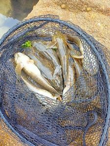 Giant Goby