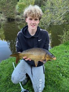 Common Carp