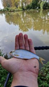 Roach