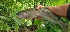 Rainbow Trout