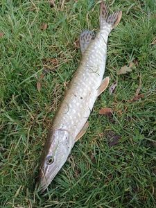 Northern Pike