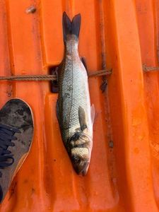 European Bass (Seabass)