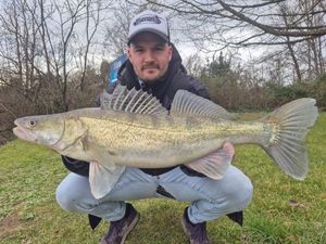Zander