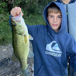 Largemouth Bass