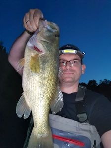 Largemouth Bass