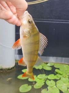 European Perch