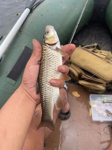 Chub