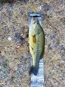 Largemouth Bass