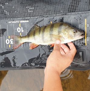 European Perch