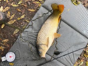 Common Carp