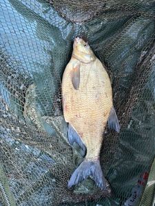 Common Bream