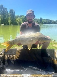 Common Carp
