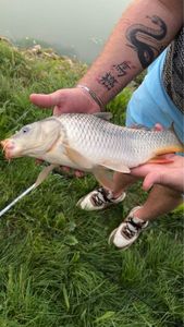 Silver Carp