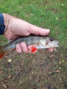 European Perch