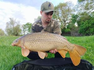 Common Carp