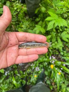 Brown Trout