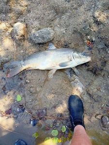 Leather Carp