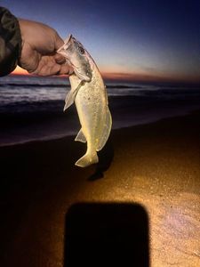 European Bass (Seabass)