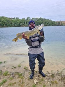 Northern Pike