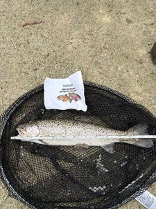 Rainbow Trout