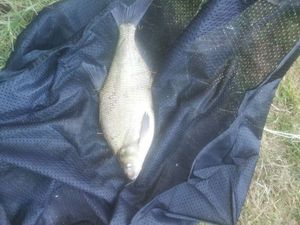 Common Bream