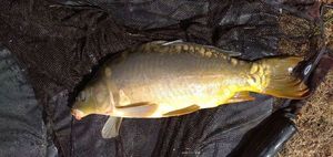 Mirror Carp