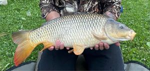 Common Carp