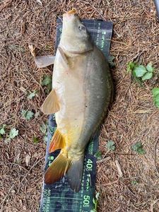 Mirror Carp