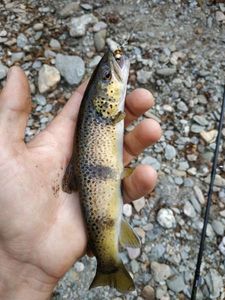 Brown Trout