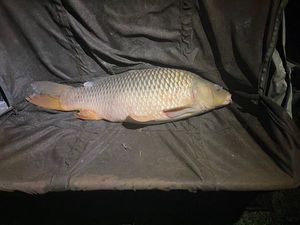 Common Carp