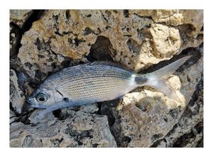 Saddled Seabream