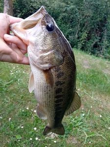 Largemouth Bass