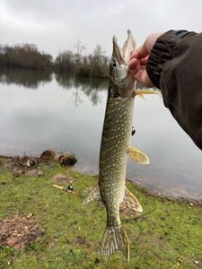 Northern Pike