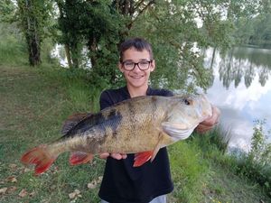 European Perch