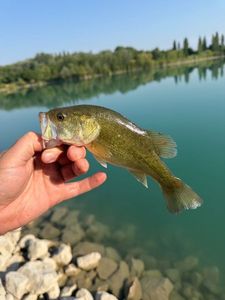 Largemouth Bass