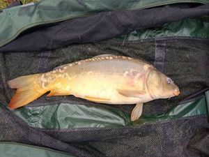 Mirror Carp